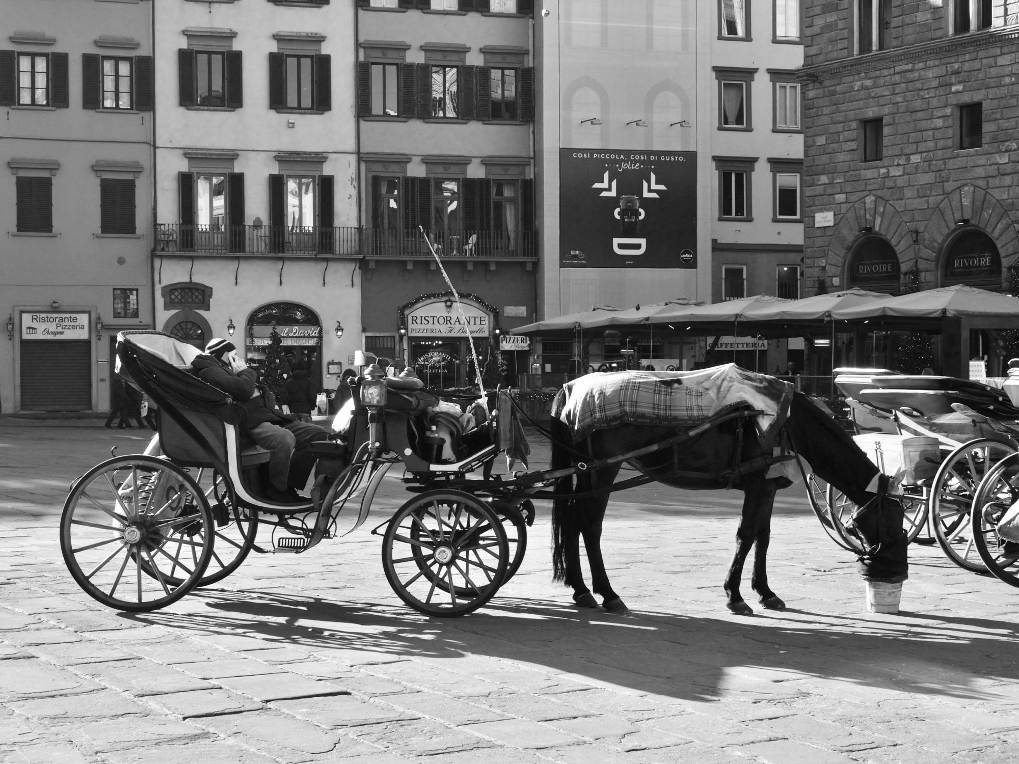 Massimiliano_Scarpa_photo_Firenze 2016- Cavalli di Firenze